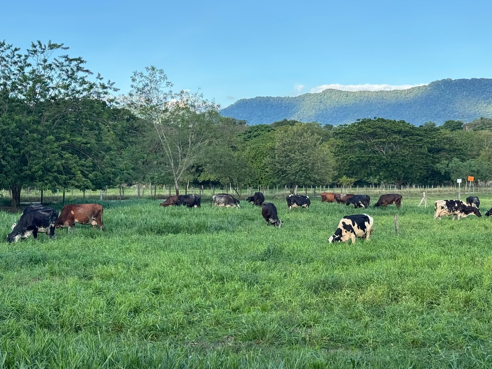 Finca Gyrolandia - Ganadería GyRoso